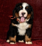 s orang 6weeks 4