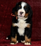 s orang 6weeks 5