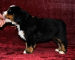 s orang 6weeks 7