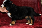 s orang 6weeks 9