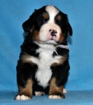 s white 4 weeks