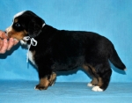 s white 4 weeks 4