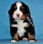 s white 4 weeks 6