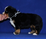 s white 5 weeks 2