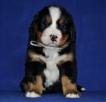 s white 5 weeks 3