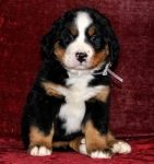 s white 6weeks