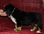s white 6weeks 1