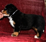 s white 6weeks 3