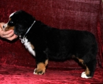 s white 6weeks 5