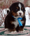 s1 4weeks 3