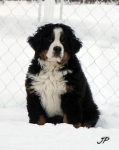 10 weeks
