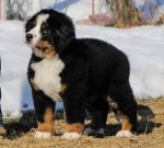 12 weeks