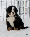 9 weeks