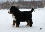 9 weeks 3