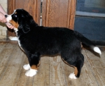 12 weeks