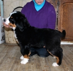12 weeks 2