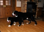 arnica 11 5weeks orna 2