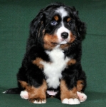 7 weeks 14