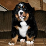 7 weeks 5