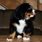 7 weeks 6