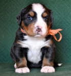 4weeks