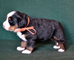 4weeks 1