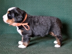 4weeks 2