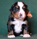4weeks 6