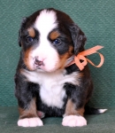 4weeks 7