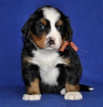 5 weeks
