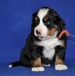 5 weeks 1