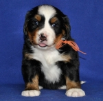 5 weeks 2