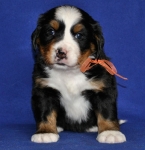 5 weeks 4