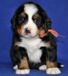 5 weeks 5