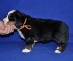 5 weeks 8