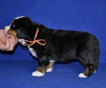 5 weeks 9