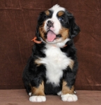 6 weeks