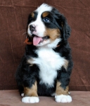 6 weeks 1