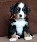 6 weeks 2