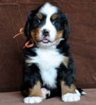 6 weeks 3