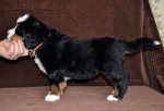 6 weeks 4