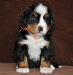 6 weeks 5