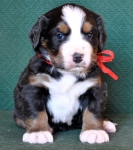 4 weeks
