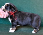 4 weeks 2