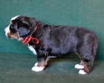 4 weeks 4
