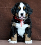 6 weeks