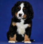 7 weeks