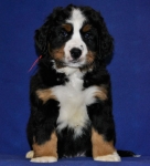 7 weeks 2