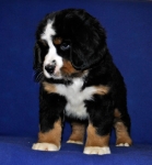 7 weeks 3