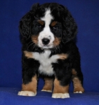 7 weeks 4